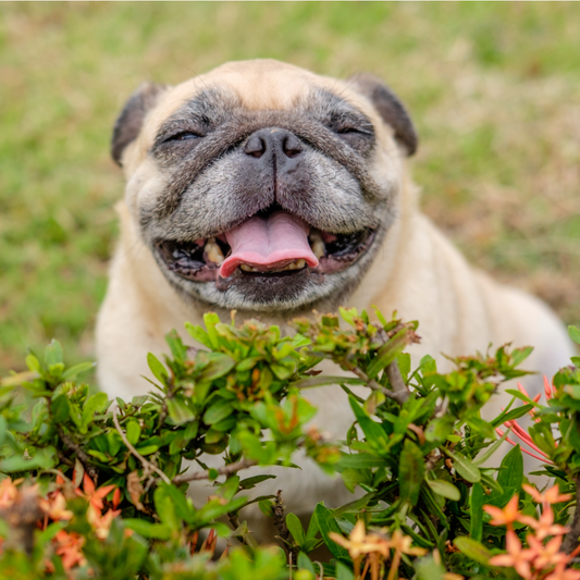 smiling pug