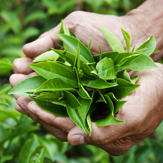 Green Tea Leaf