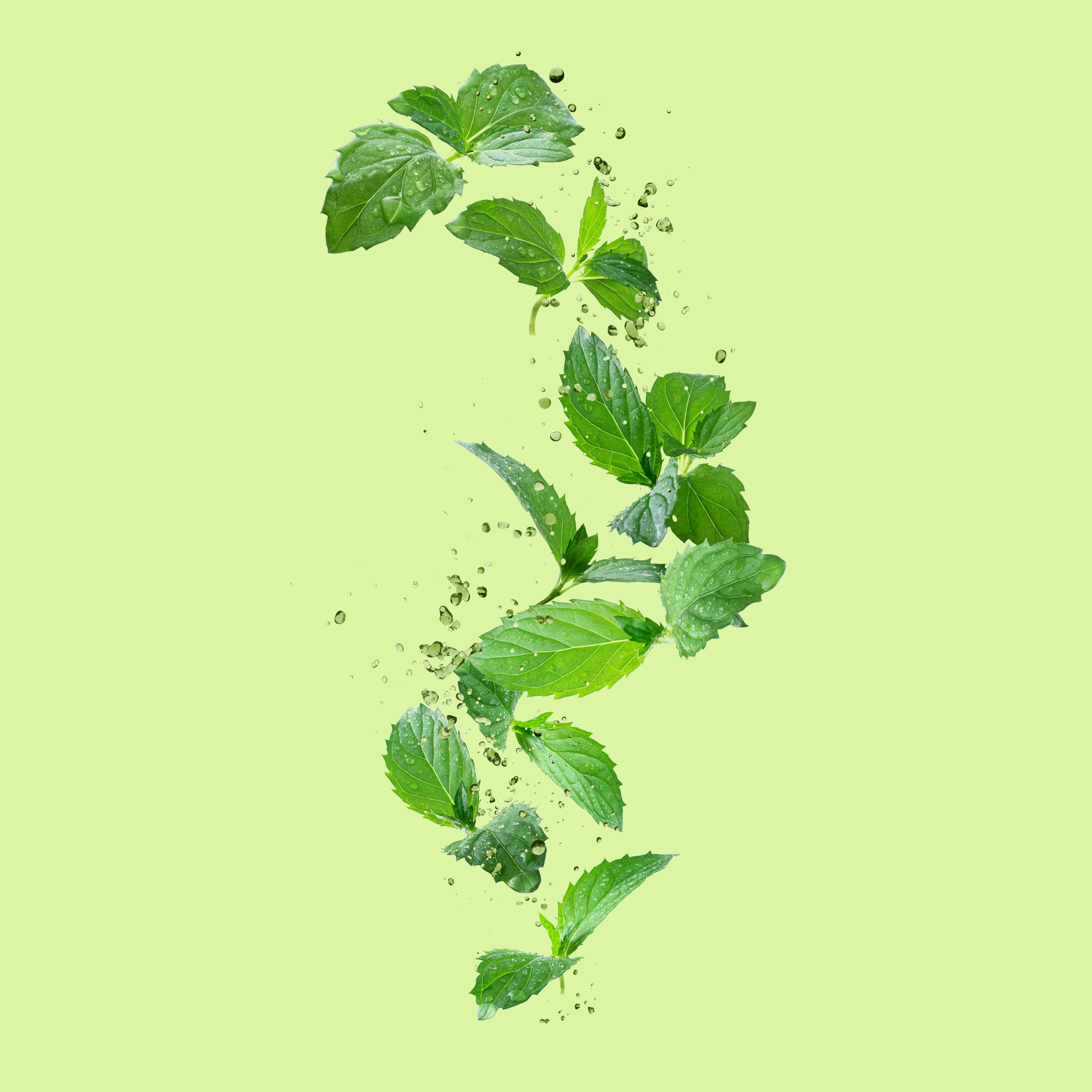 Single Herbs