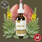 Active Mullein - Mullein Extract