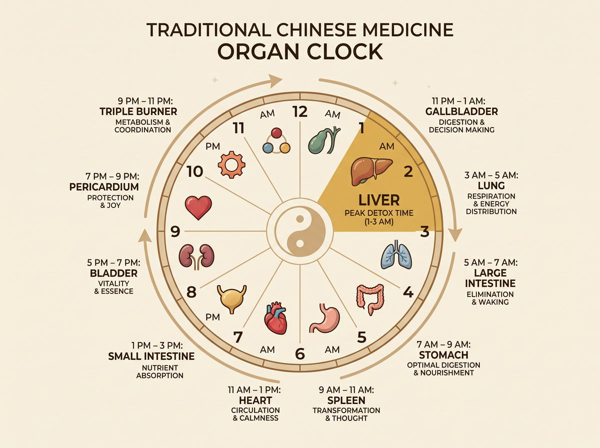 Clean circular diagram of a 12-slice 24-hour clock on a cream background. The 1 AM to 3 AM slice is colored honey-gold and labeled "Liver". The remaining 11 slices are muted forest green. Centered text below reads "Traditional Chinese Medicine Organ Clock".
