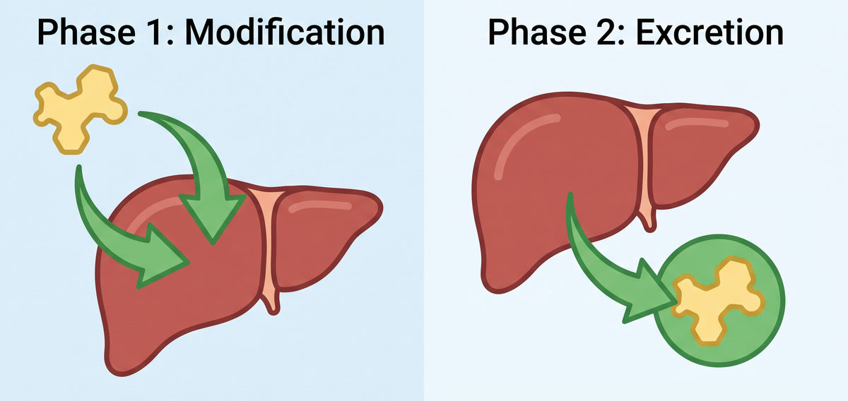 Two-step flowchart on a cream background. The left side ("Phase 1") shows a jagged shape entering a minimalist green line-drawing of a liver. The right side ("Phase 2") shows that same shape smoothed into a circle exiting the liver.